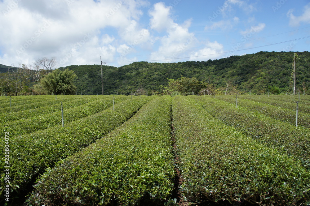 沖縄の茶畑