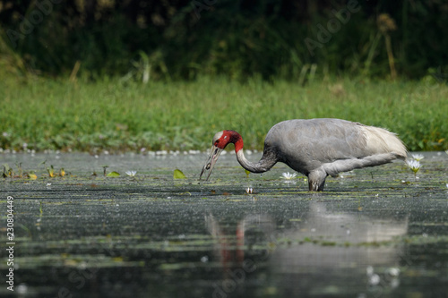 Indian saras crane searching for food in water body