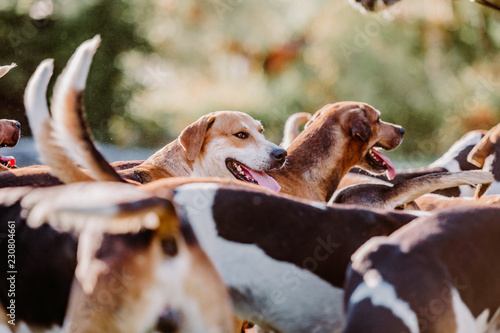 FOXHOUNDS - JAGD photo