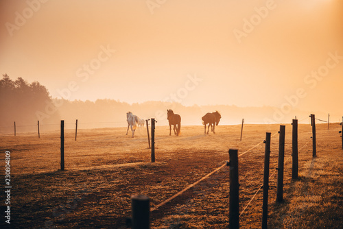 Fototapeta Naklejka Na Ścianę i Meble -  Horses silhouette, orange autumn morning