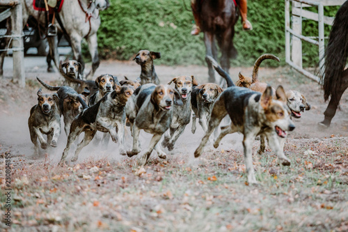 Cuadro en lienzo FOXHOUNDS - JAGD