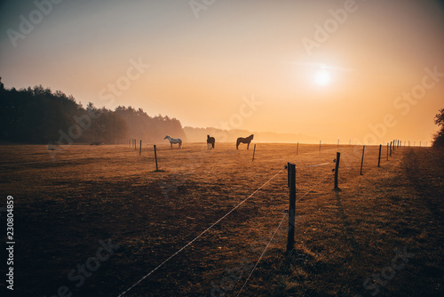 Fotografie, Obraz Group of horses on autumn morning pasture