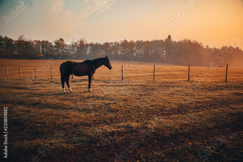 Fototapeta Naklejka Na Ścianę i Meble -  Arabian horses grazing on pasture at sundown in orange sunny beams. Dramatic foggy scene
