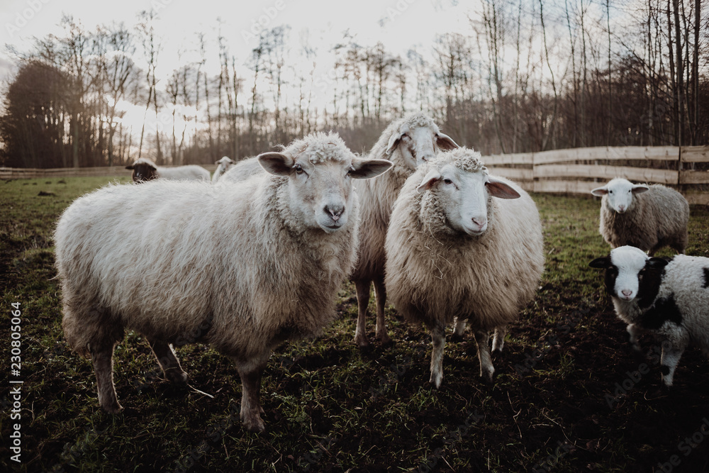 Obraz premium SCHAFE