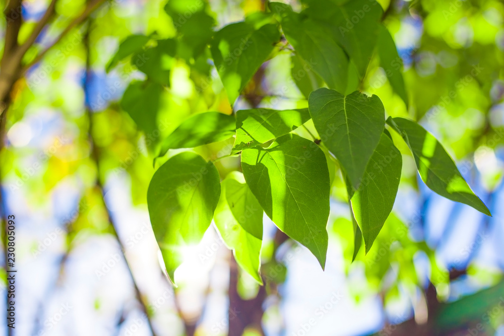 Natural background with lilac leaves and sun flare. Natural background with lilac leaves and sun flare.