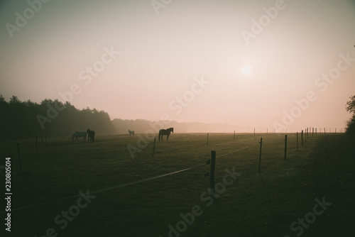 Fototapeta Naklejka Na Ścianę i Meble -  Horses on dark autumn pasture