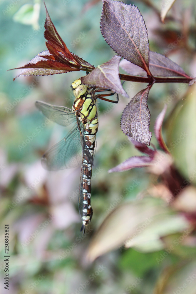 Libelle