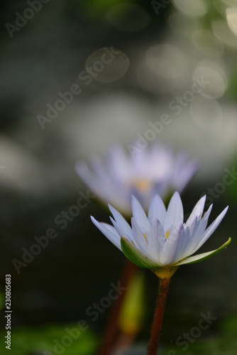 tropical water lily