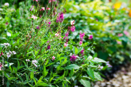 Wallpaper Mural はな Torontodigital.ca