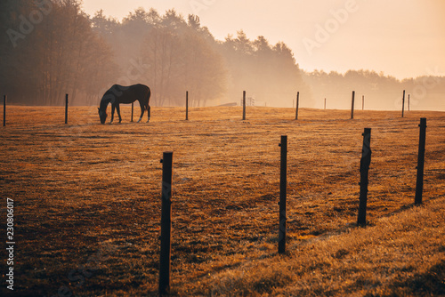 Fototapeta Naklejka Na Ścianę i Meble -  Horse on orange morning autumn pasture