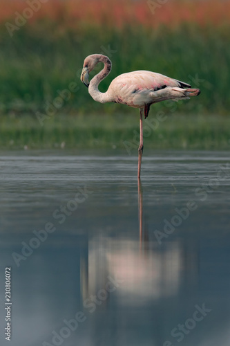 Greater Flamingo   a large white water bird 