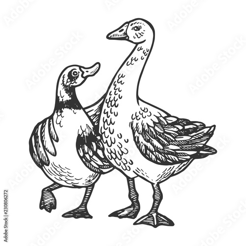 Duck and goose friends engraving vector illustration. Scratch board style imitation. Black and white hand drawn image.