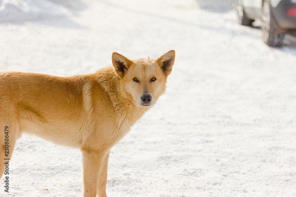 stray hungry dog on the street in winter stray hungry dog on the street in winter