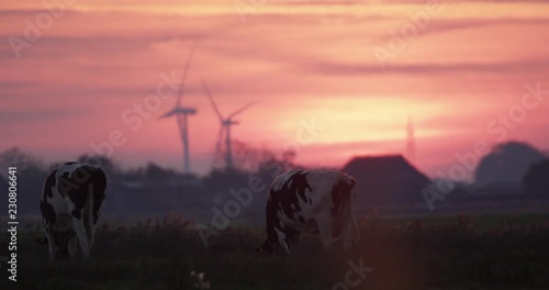 cows in the dawn photo