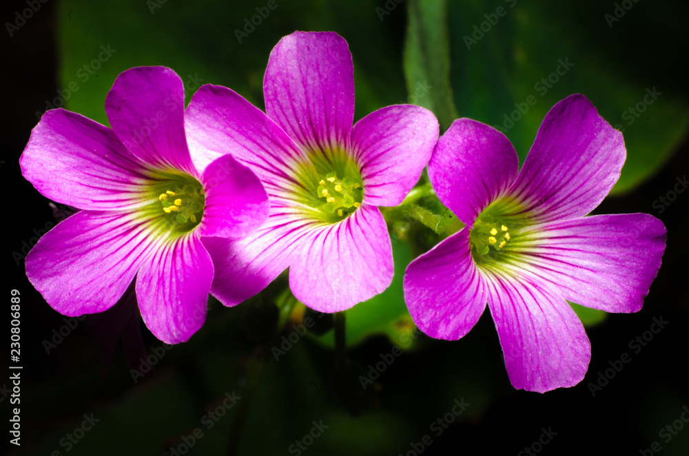 Fototapeta premium Lush spring and its colors