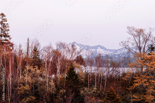 Nature view of snow mountain and alpine tree on Tateyama Kurobe Alpine