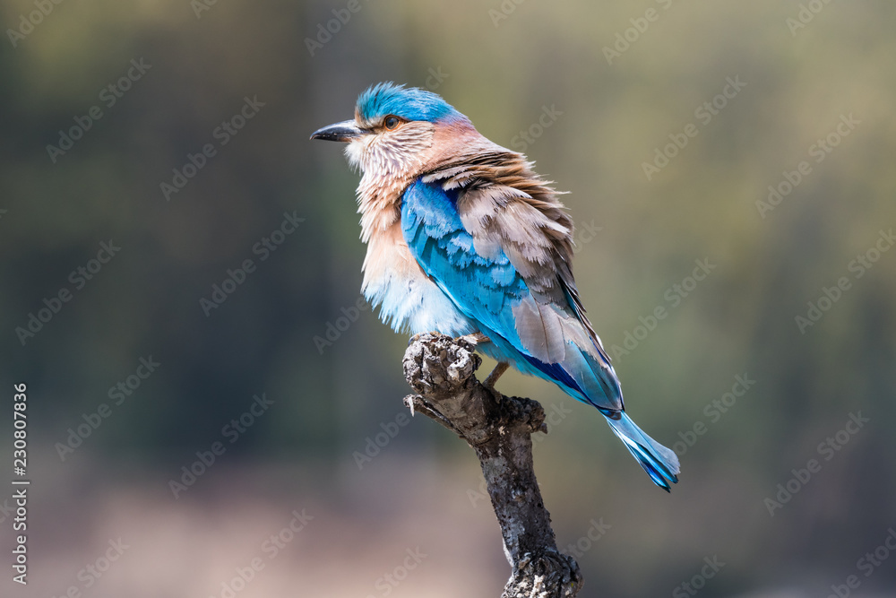 Indian Roller on tree branch 