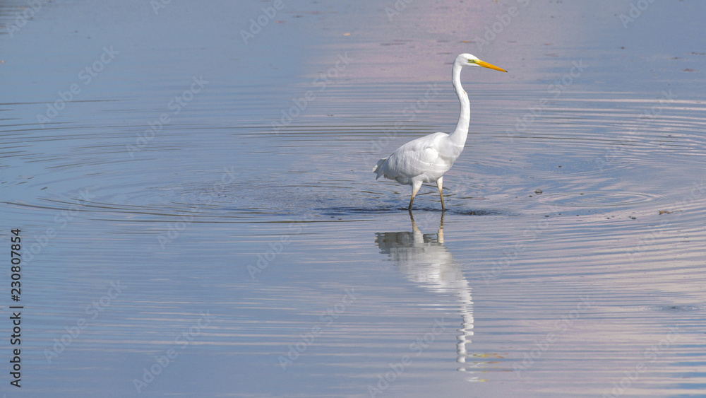 Airone bianco maggiore fermo nel lago con la sua immagine riflessa sull'acqua Airone bianco maggiore fermo nel lago con la sua immagine riflessa sull'acqua