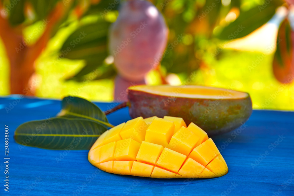 Mango tree with prepared mango fruit