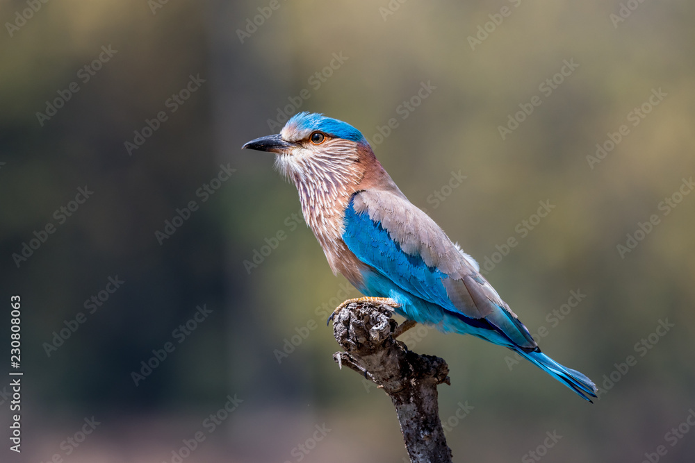 Indian Roller on tree branch Indian Roller on tree branch