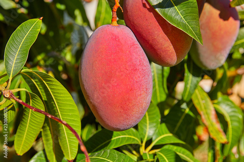 Obraz na płótnie Mango tree with hanging mango fruits