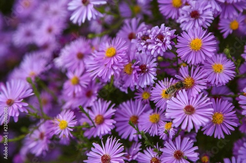 purple aster flower garden