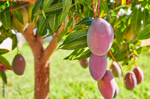 Obraz na płótnie Mango tree with hanging mango fruits