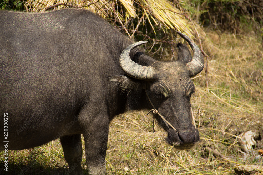 Yunnan Buffalo