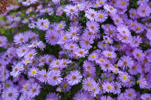 purple aster flower garden photo