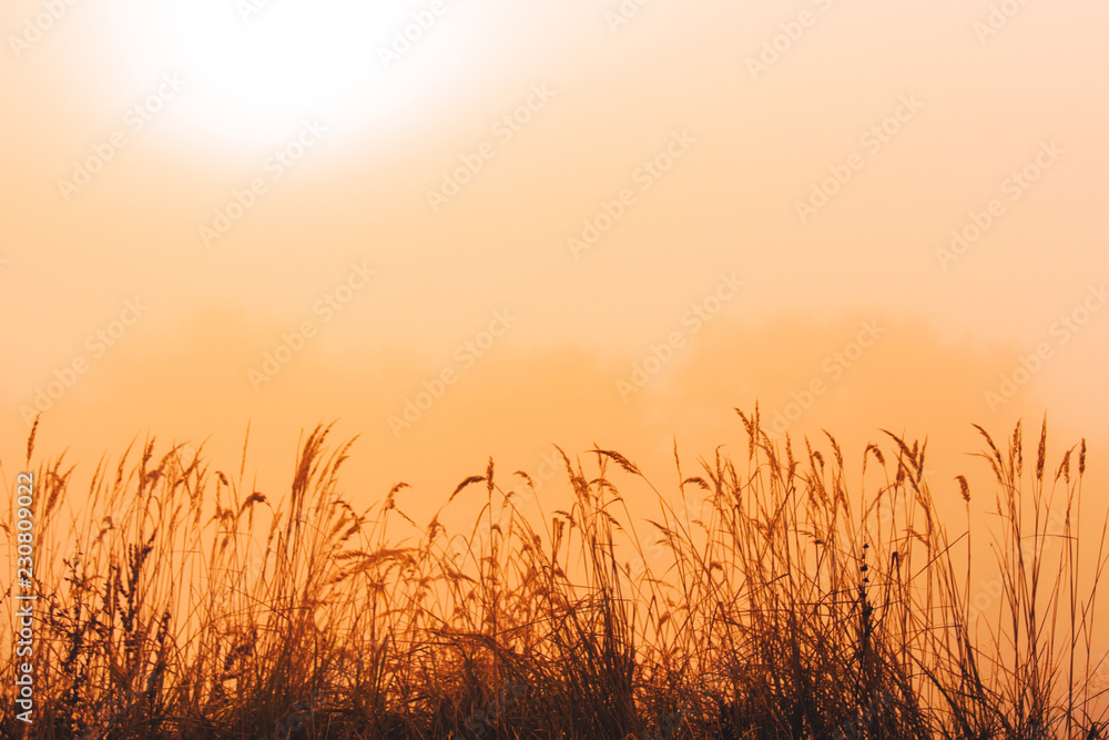 Grass and orange morning mist, wallpaper or background, edit space