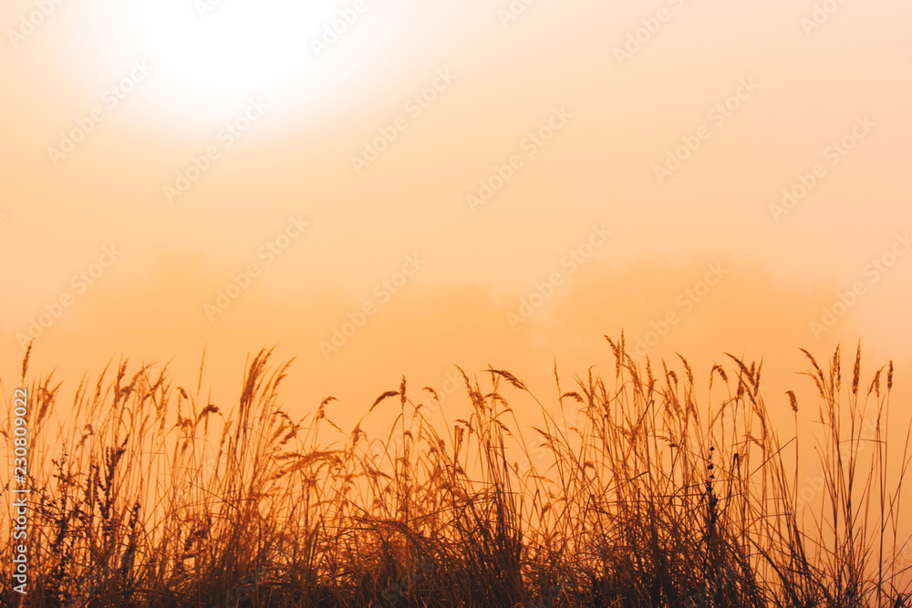 Grass and orange morning mist, wallpaper or background, edit space Grass and orange morning mist, wallpaper or background, edit space