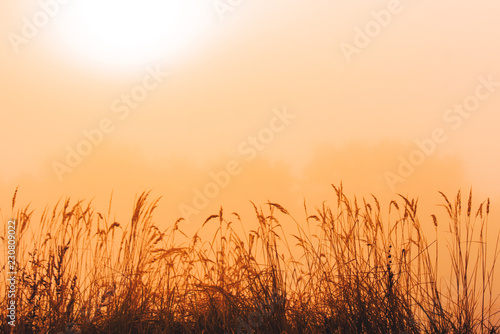 Grass and orange morning mist  wallpaper or background  edit space