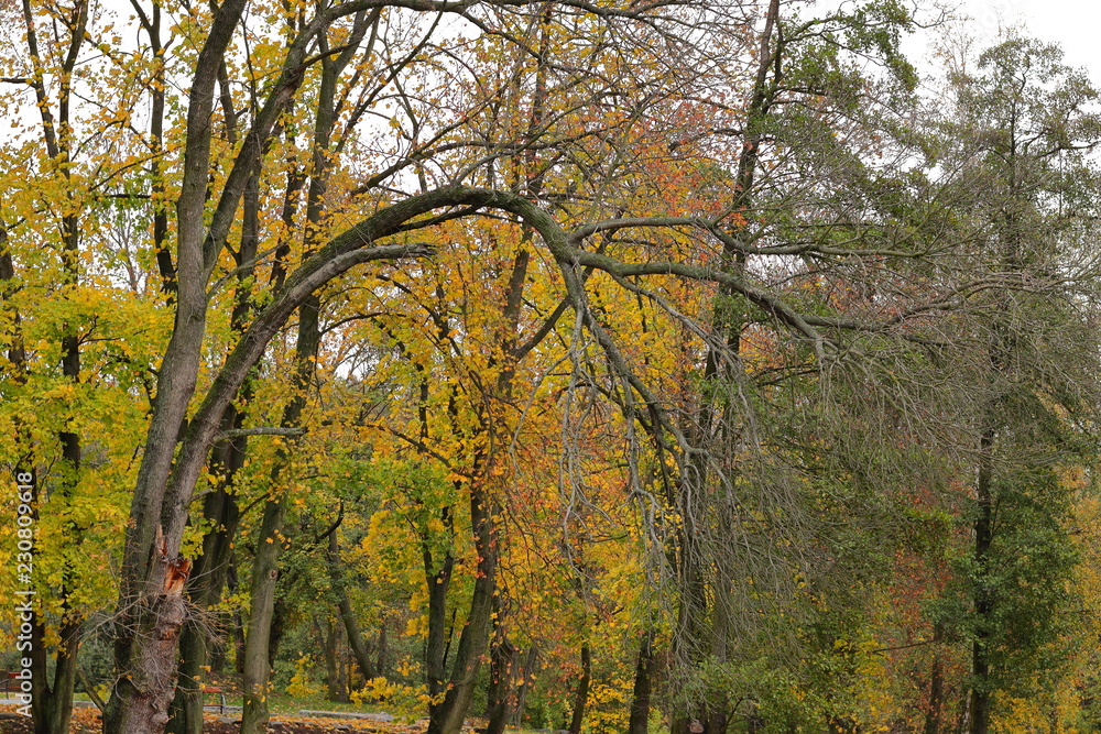 Fototapeta premium Autumn Leaves