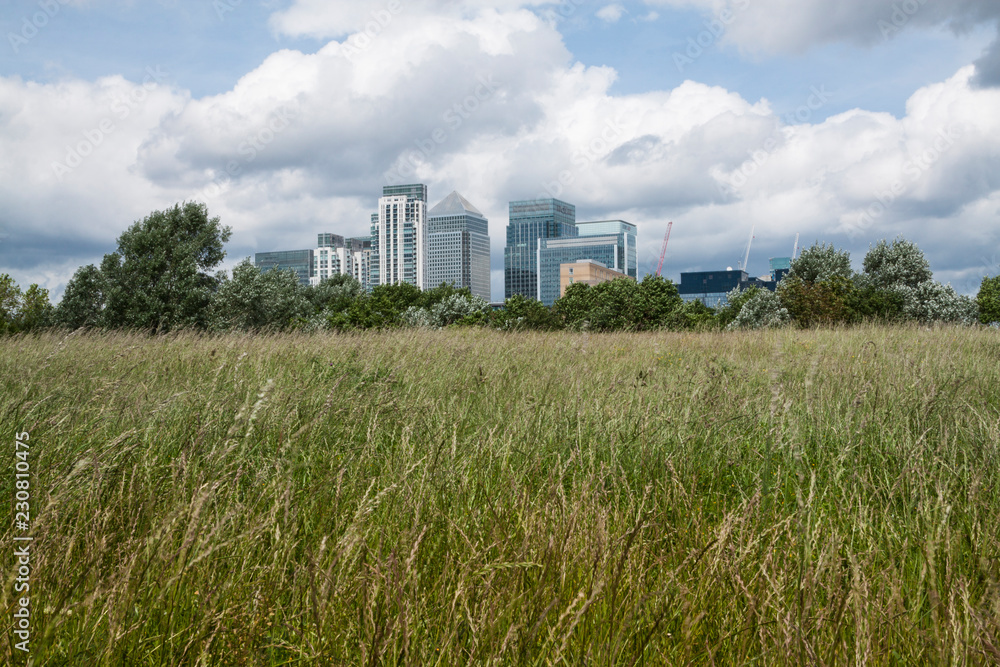 Canary wharf skyline - view from across the park behind green grass and bushes - London UK Canary wharf skyline - view from across the park behind green grass and bushes - London UK