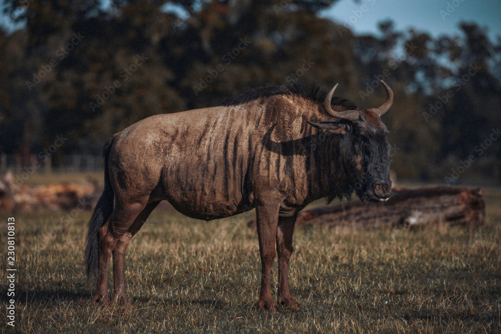 Obraz premium Black Wildebeest