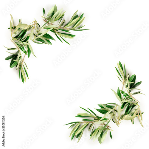 An overhead photo of a frame of olive tree branches and leaves with a place for text  shot from the top on a white background with copyspace