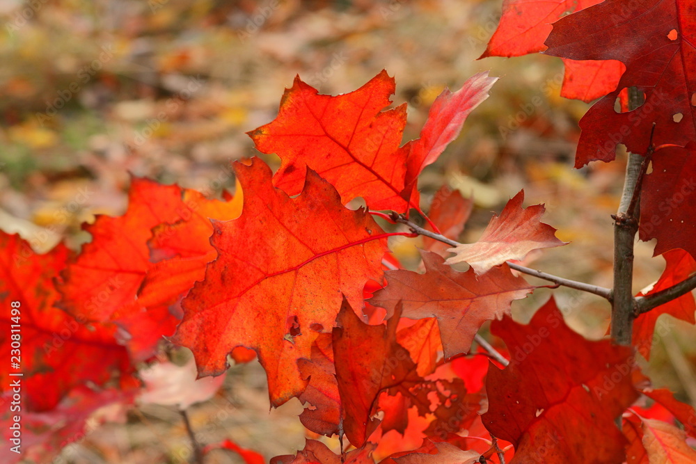 Fototapeta premium Red Leaves