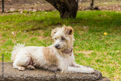 Wiry Jack Russell Terrier, lying on a wall.