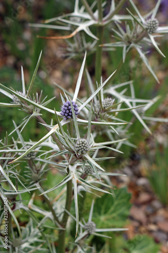 Ornamental sea holly in flower photo