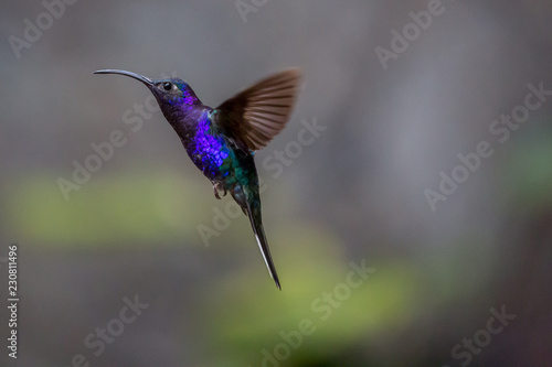 Hummingbird Costa Rica