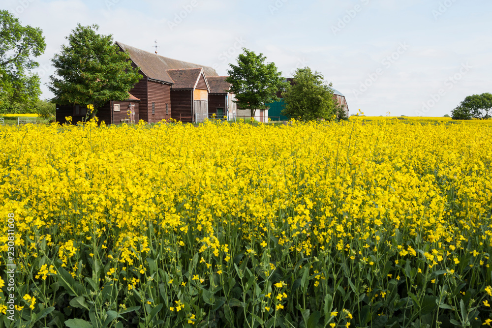 Yellow blossom colza field