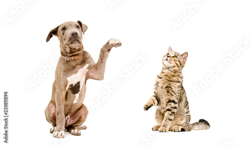 Playful puppy pitbull and cat Scottish Straight sitting together, isolated on white background