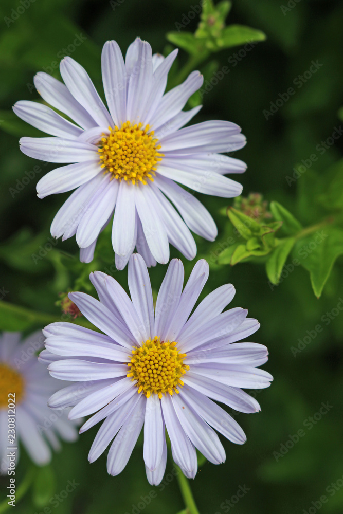 Fototapeta premium Korean aster Blue Star flowers