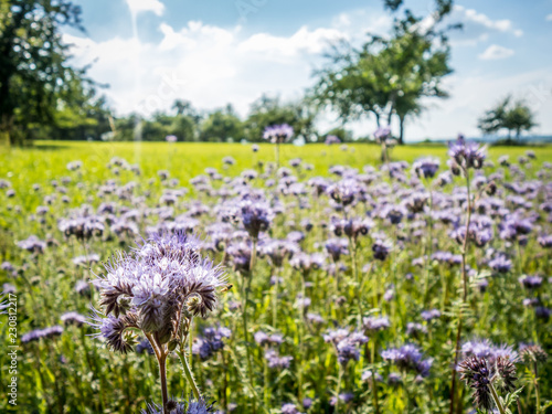 Bienenweide