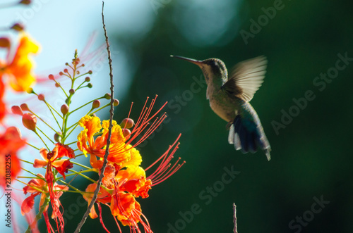  Lush spring and its colors... photo