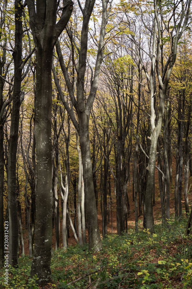 Naklejka premium Forest in the november with yellow autumn leaves