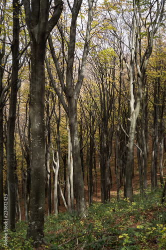 Forest in the november with yellow autumn leaves