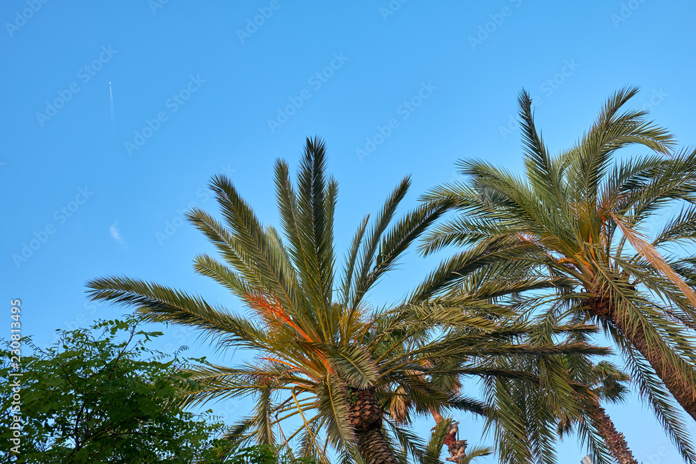 Fototapeta premium palms against the blue sky