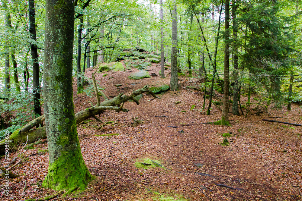 Fototapeta premium Forest scenery of the Palatinate Forest in Germany with many leaves on the ground and moss. Concept of deforestation and famous hiking area as well as used for mountain biking