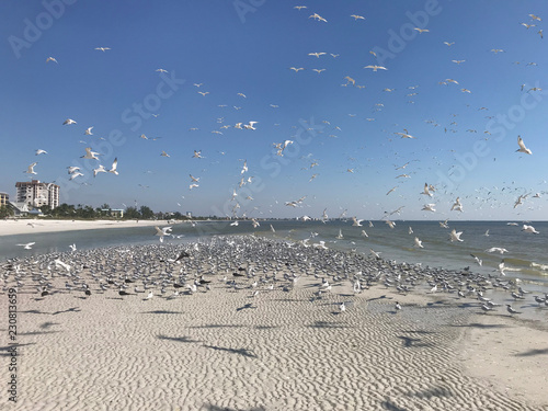 Canvas Print Flock of birds on a beach in Florida